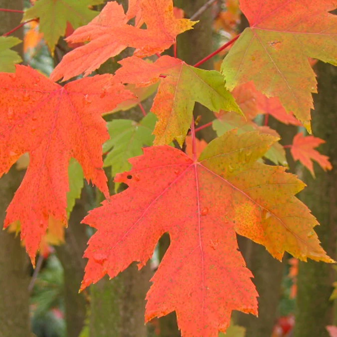Erable de Freeman Autumn Blaze