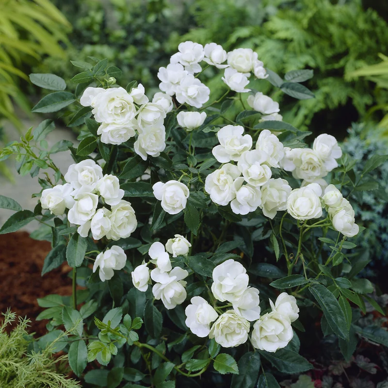 Rosier Fête des Mères blanc