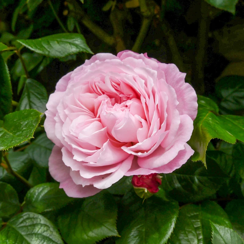 Rosier anglais grimpant The Generous Gardener® Ausdrawn