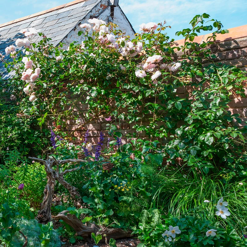 Rosier anglais grimpant The Generous Gardener® Ausdrawn