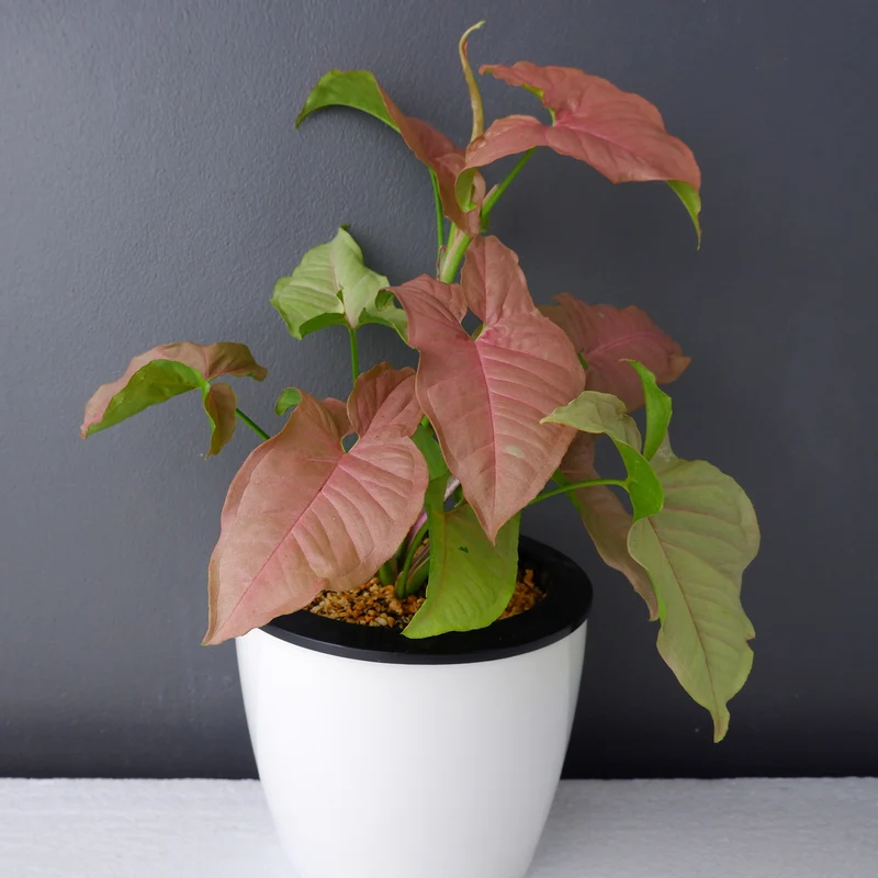 Syngonium Neon