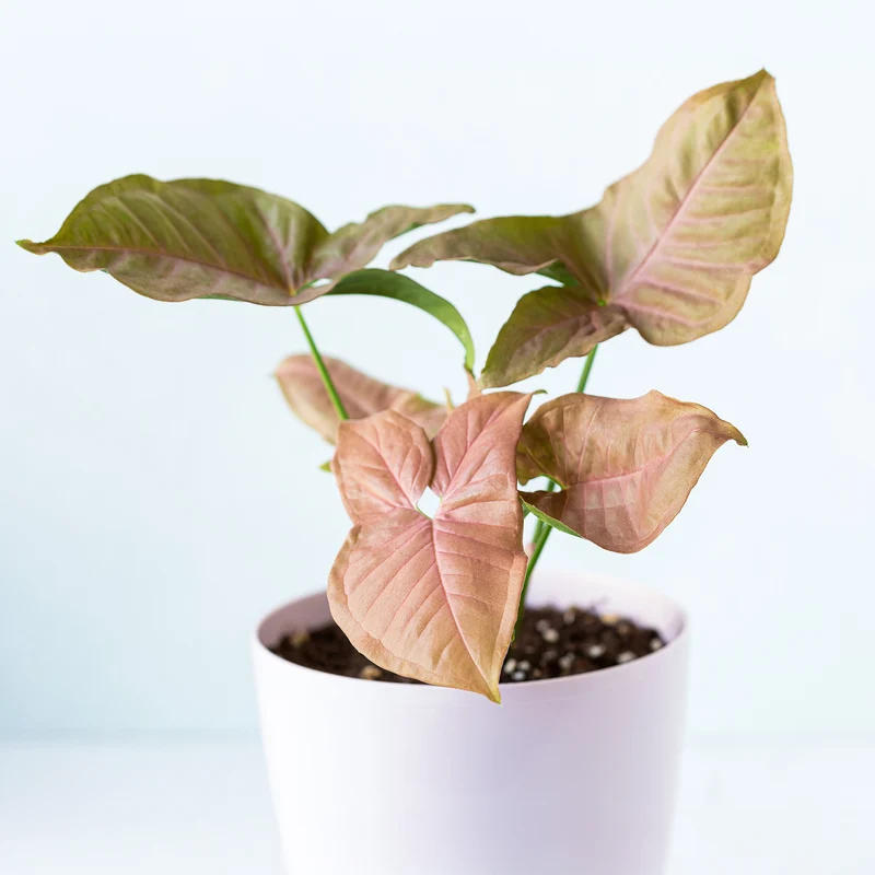 Syngonium Neon