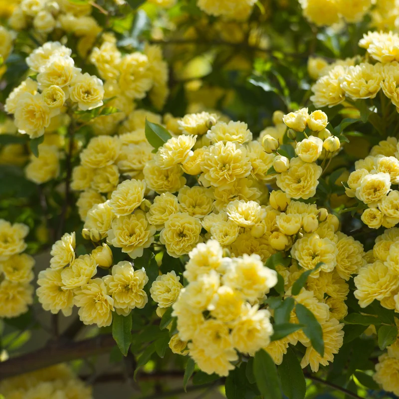 Rosier grimpant de Banks jaune
