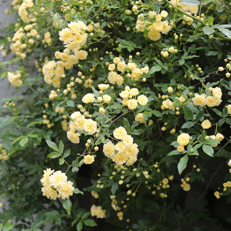 Rosier grimpant de Banks jaune