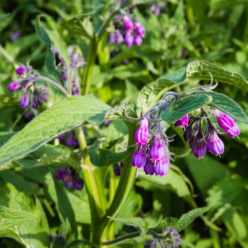 Consoude officinale