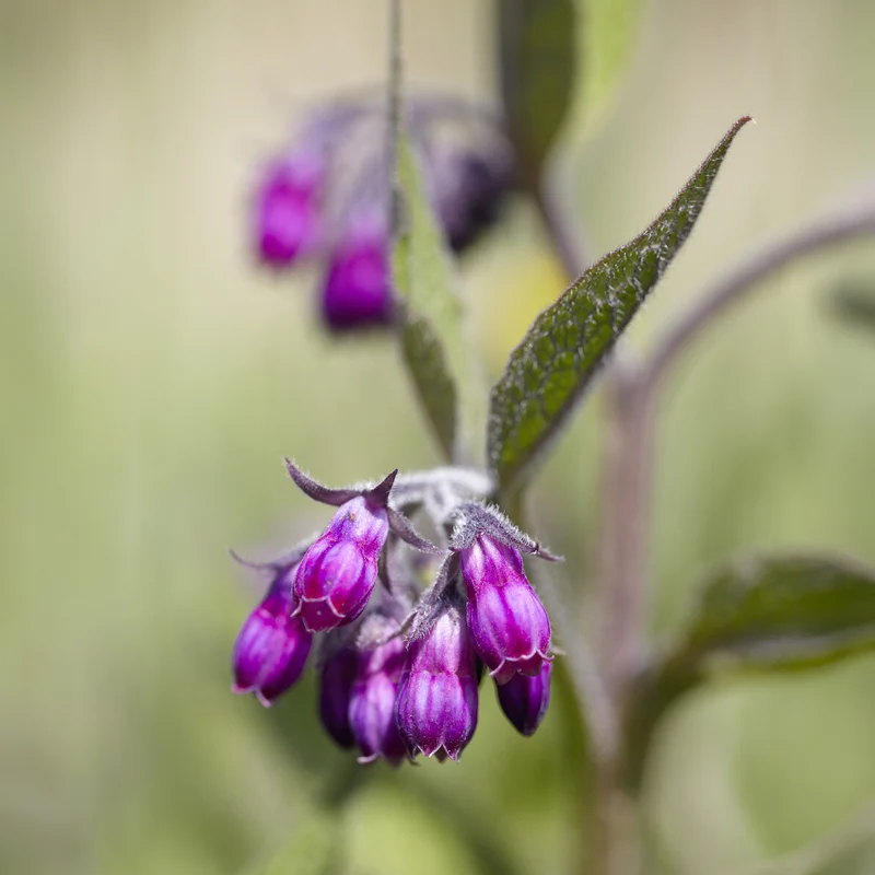 Consoude officinale