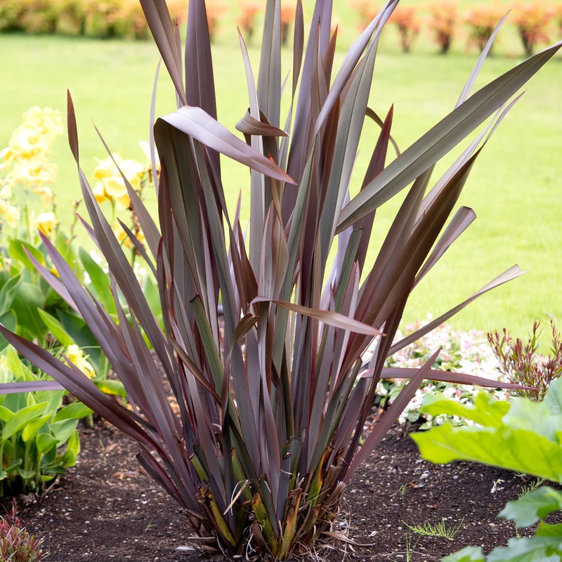 Phormium Black Adder ® - Lin de Nouvelle-Zélande