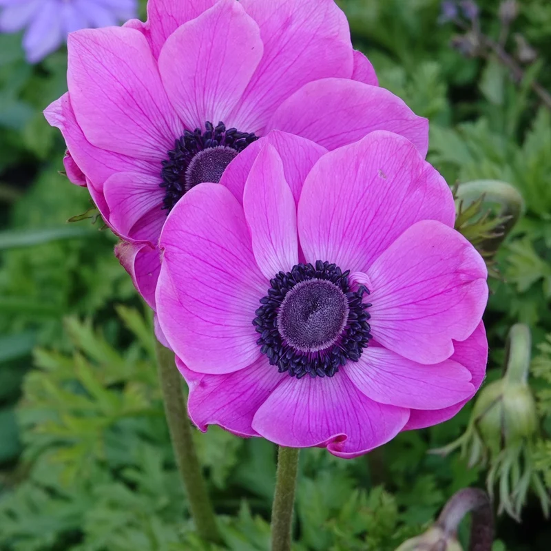 Anémones coronaria roses