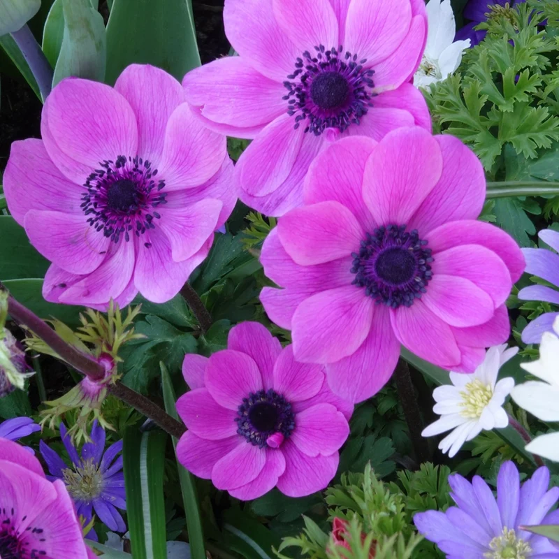 Anémones coronaria roses