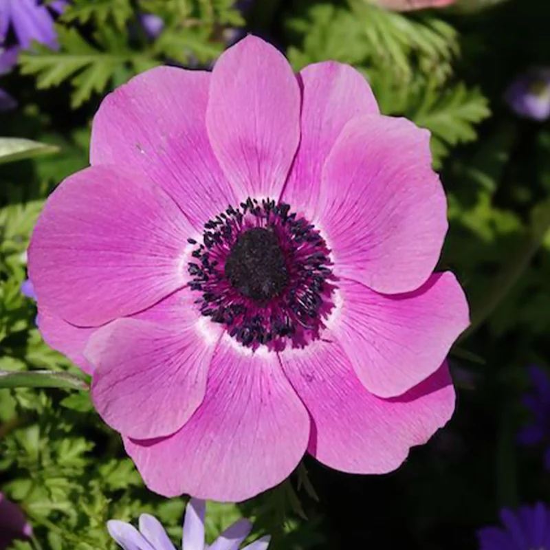 Anémones coronaria roses