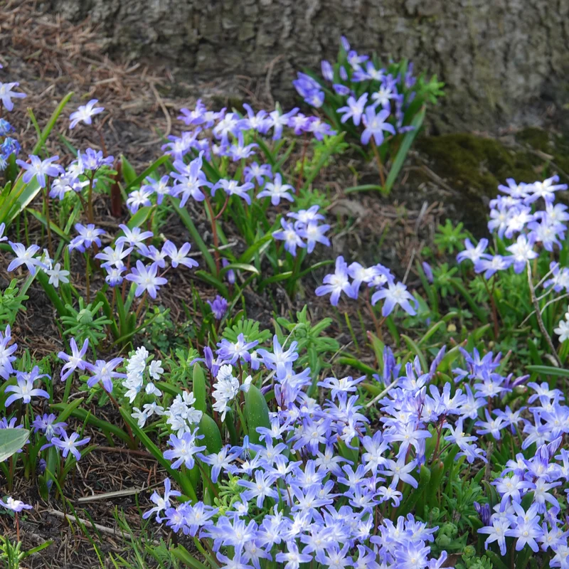 20 Gloire des Neiges 'Forbesii'