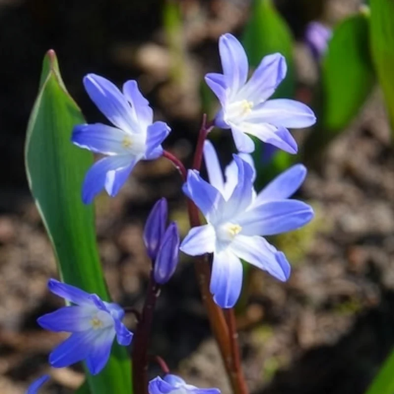 20 Gloire des Neiges 'Forbesii'