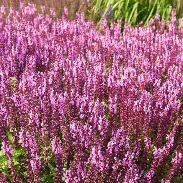 Sauge des bois rose clair