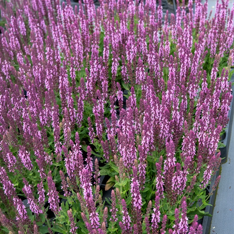 Sauge des bois rose clair