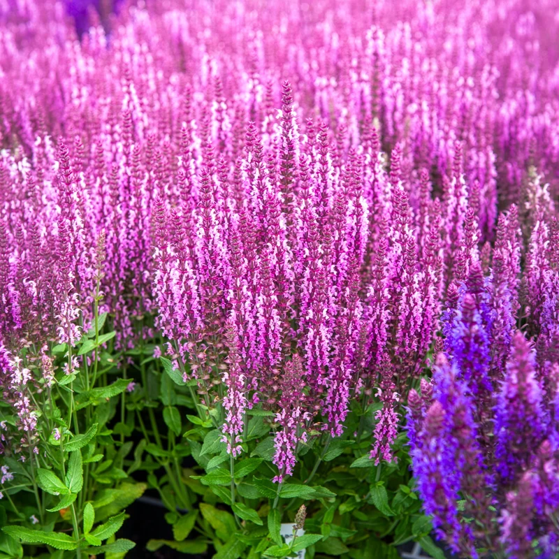 Sauge des bois rose clair