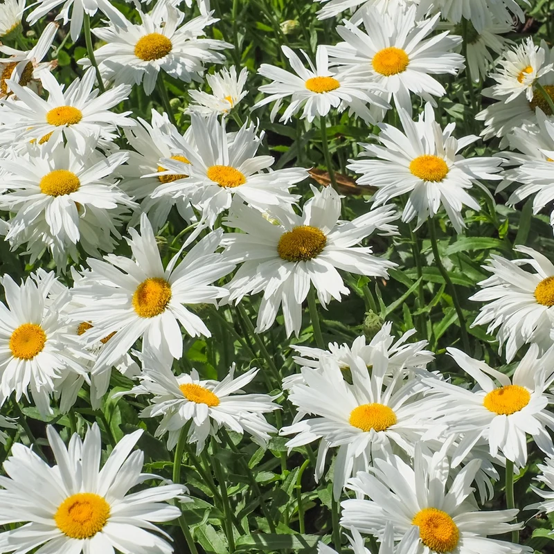 Leucanthème Sweet Daisy Rebecca