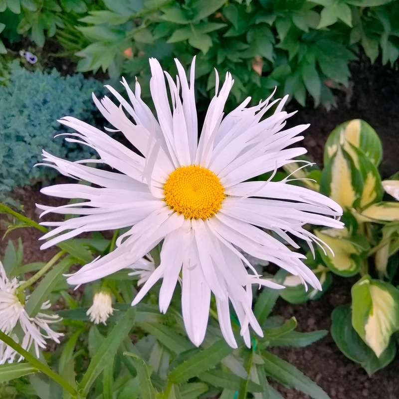Leucanthème Sweet Daisy Rebecca