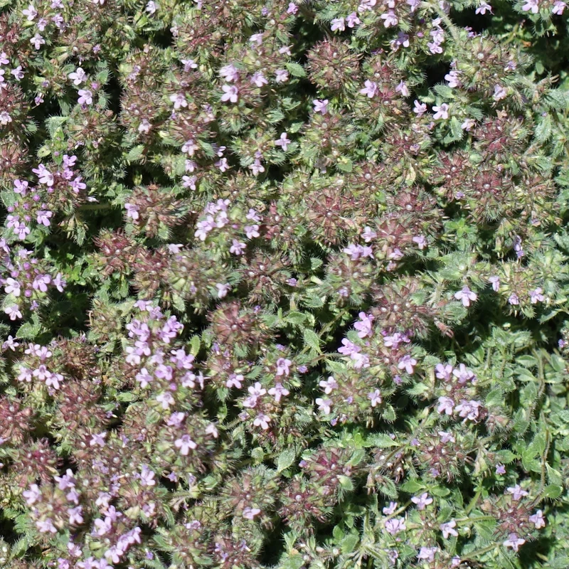 Thym précoce laineux