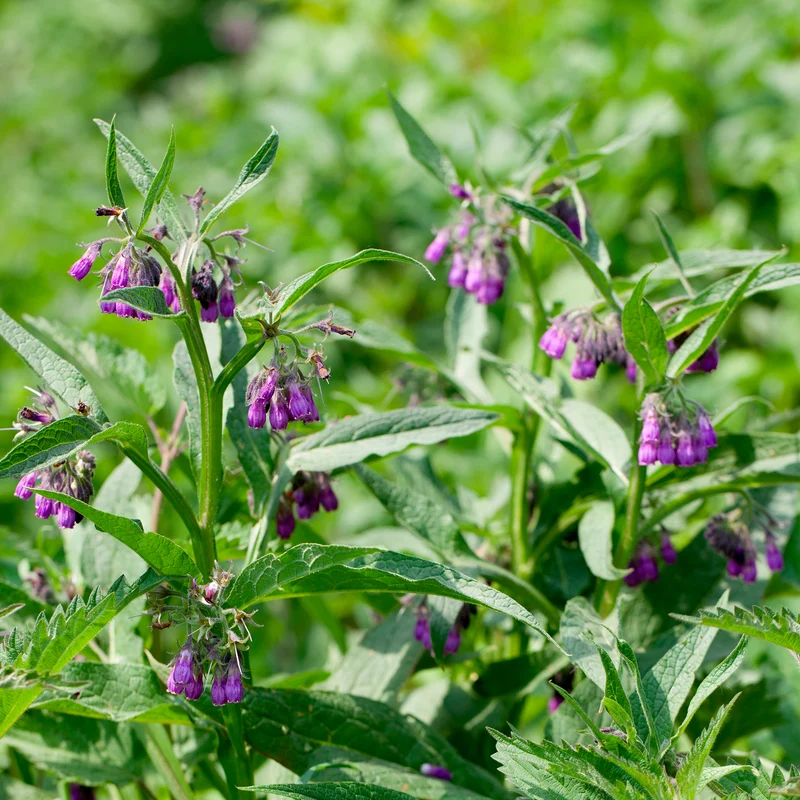 Consoude officinale Purpureum
