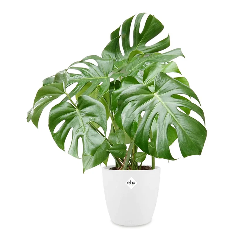 Philodendron Monstera et son cache-pot blanc ELHO