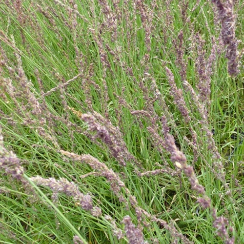 Molinie bleue Moorhexe