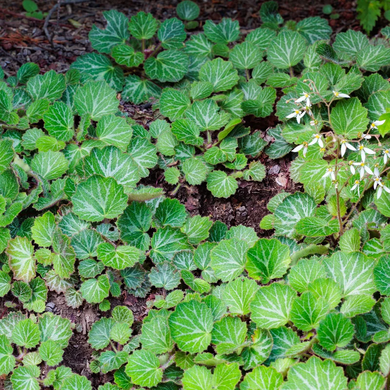 Saxifrage à stolons Cuscutiformis
