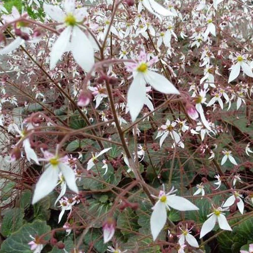 Saxifrage à stolons Cuscutiformis