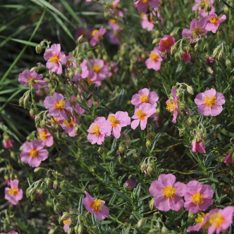 Hélianthème Lawrenson's Pink