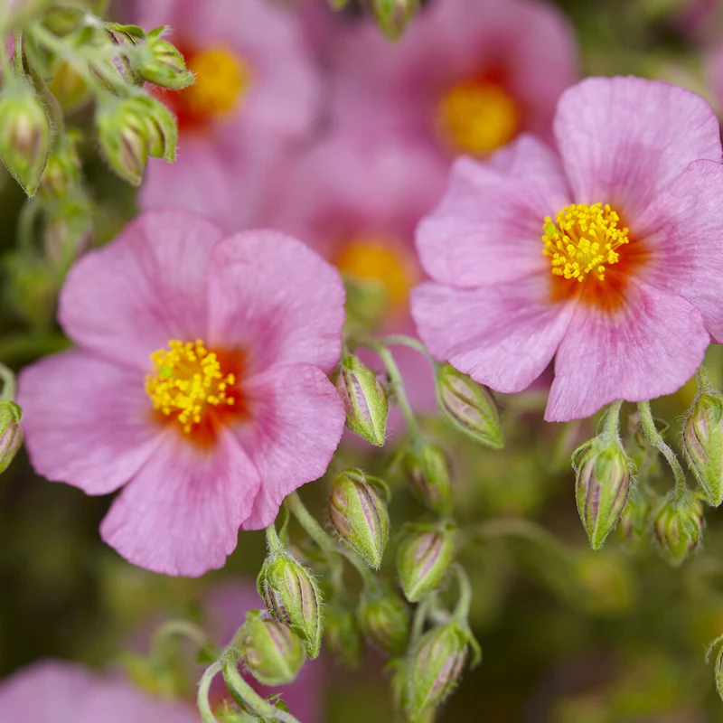 Hélianthème Lawrenson's Pink