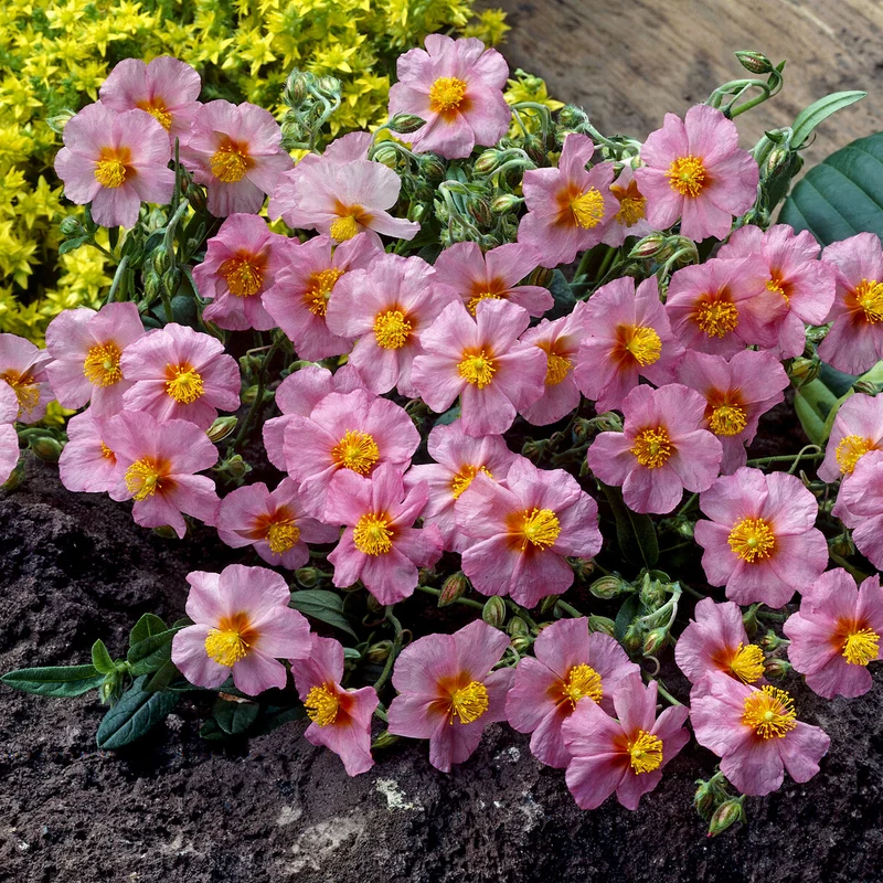 Hélianthème Lawrenson's Pink