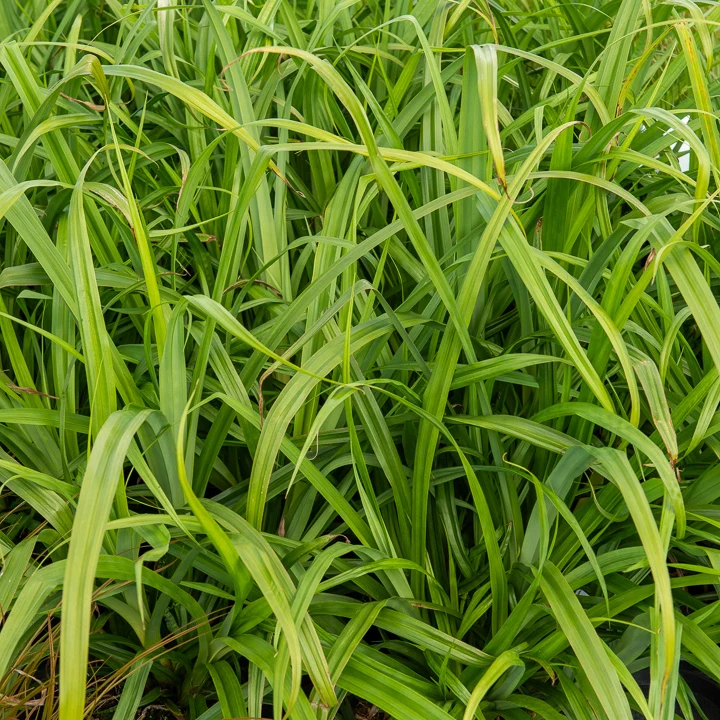 Laîche pendante - Carex