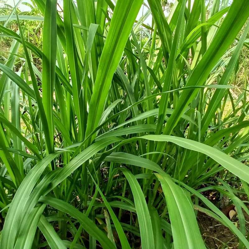 Laîche pendante - Carex