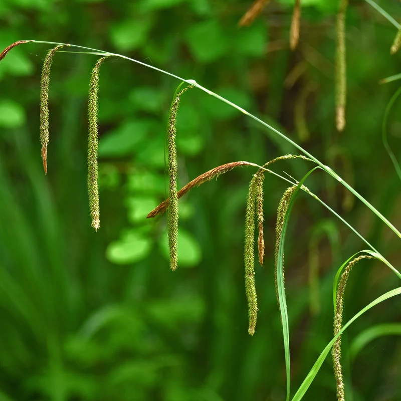 Laîche pendante - Carex