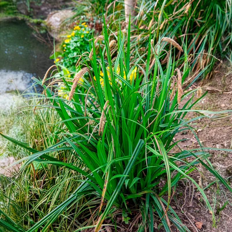 Laîche pendante - Carex