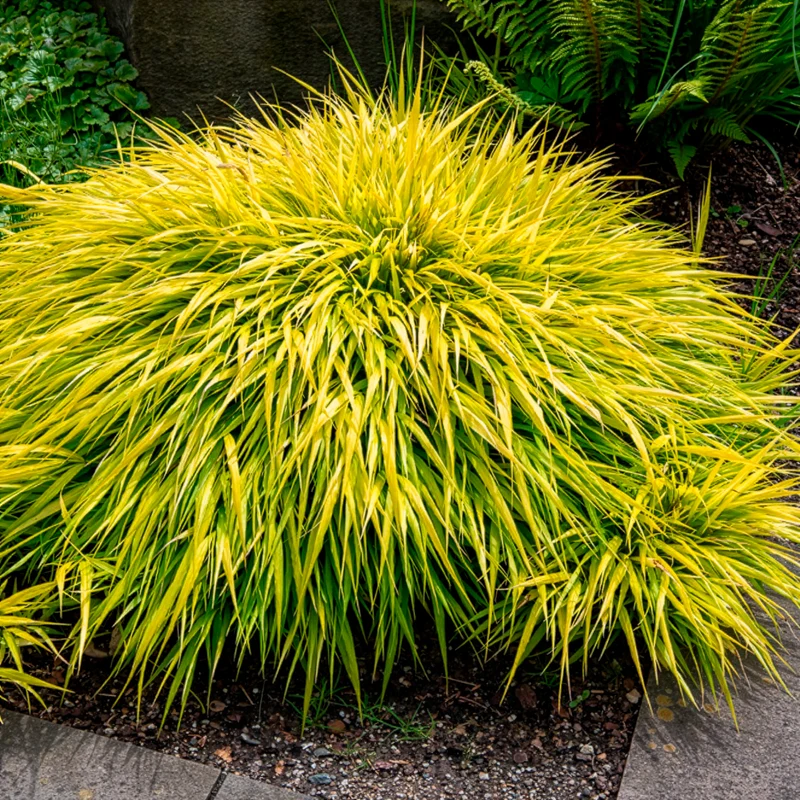 Herbe du Japon All Gold