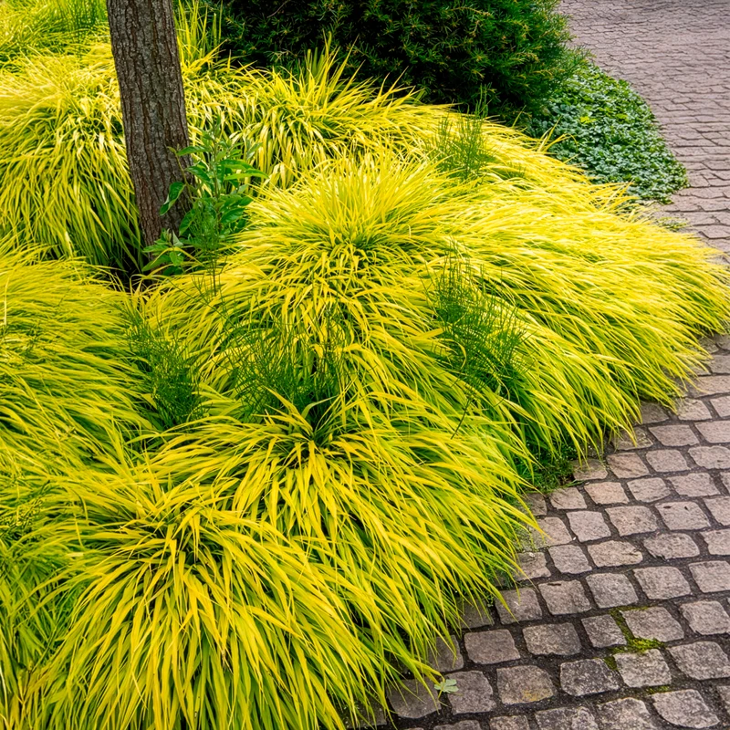Herbe du Japon All Gold