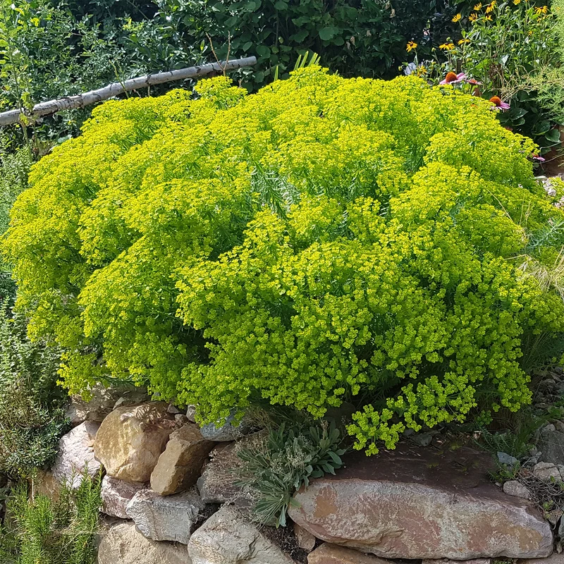 Euphorbe de Sibérie