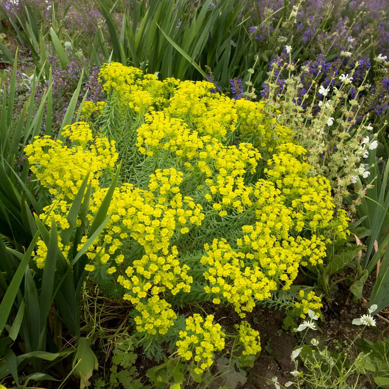 Euphorbe de Sibérie
