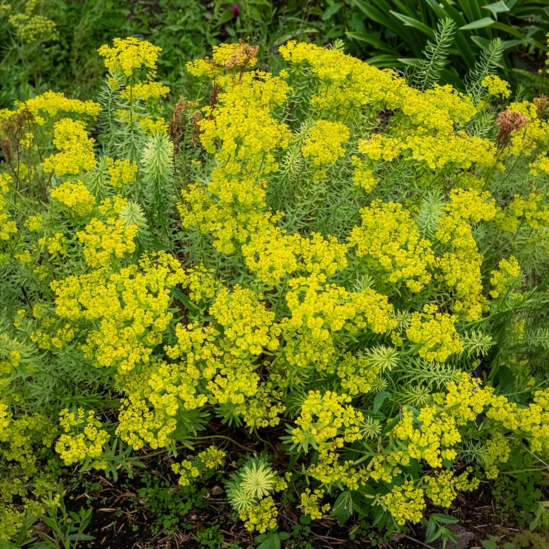 Euphorbe de Sibérie