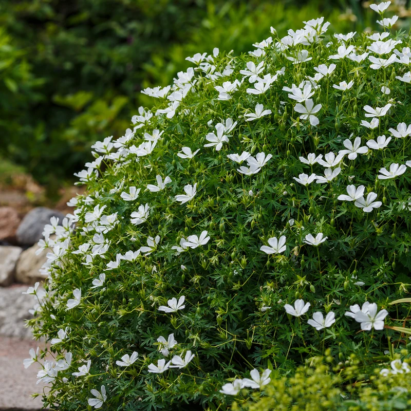 Géranium vivace Album