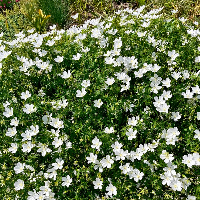 Géranium vivace Album