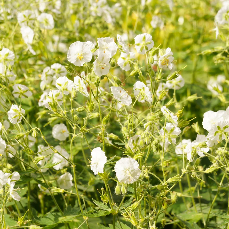 Géranium vivace à fleurs blanches