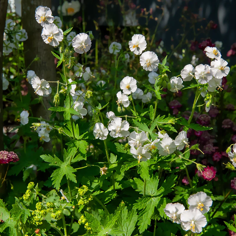 Géranium vivace à fleurs blanches
