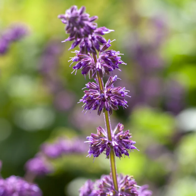 Sauge verticillée Purple Rain