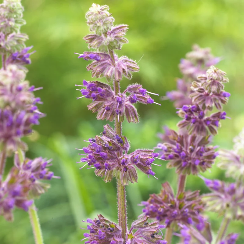Sauge verticillée Purple Rain