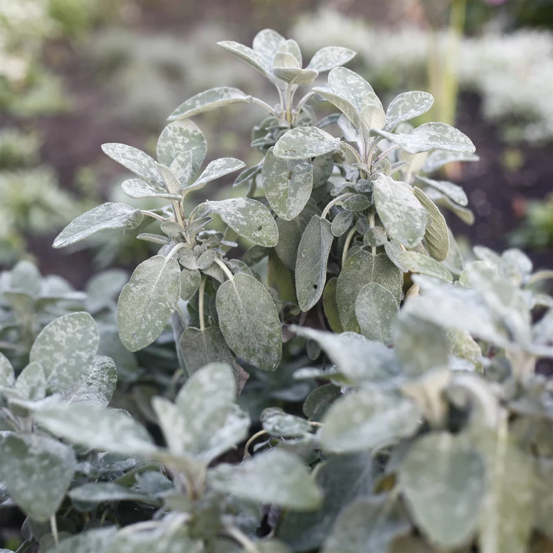 Sauge officinale Berggarten