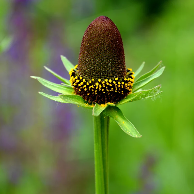 Rudbeckia occidentale Green Wizard