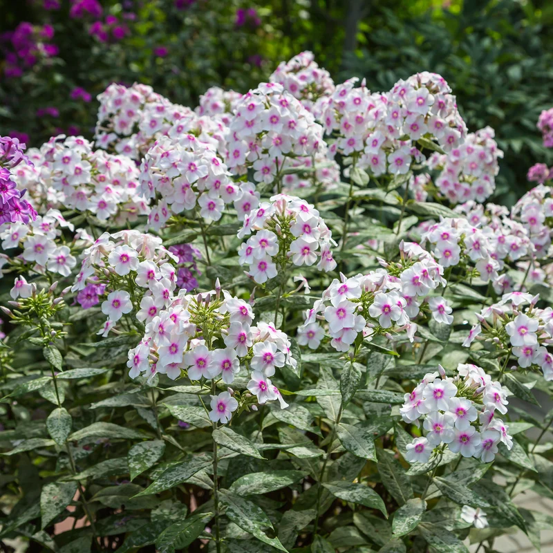 Phlox paniculé Europa