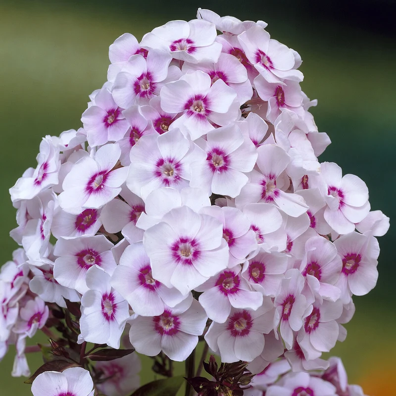 Phlox paniculé Europa