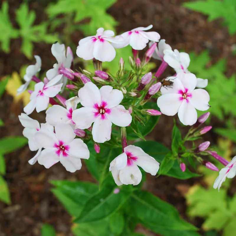 Phlox paniculé Europa